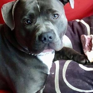 Meet your Posher, Joyce